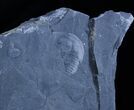 Inch Elrathia Trilobite In Matrix - U-Dig #2930-2